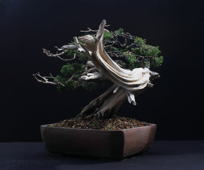 itoigawa juniper bonsai